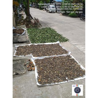 TẦM GỬI GẠO TÍA (1KG)