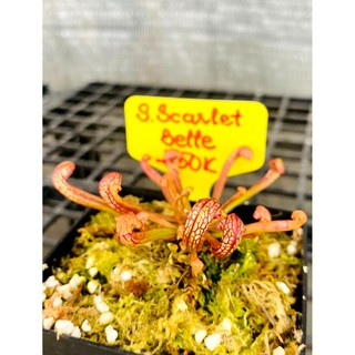 Cây Bắt Mồi-Cây Hố Bẫy-Sarracenia Scarlet Belle tại HT Exotic Garden