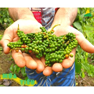 Hạt tiêu đen rang xay Agrinet