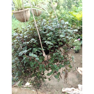 cây tổ ong giỏ treo