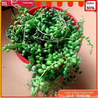 Nhánh Sen Đá Giống - sen đá sedum chuỗi bi - mua tới đâu cắt tới đó