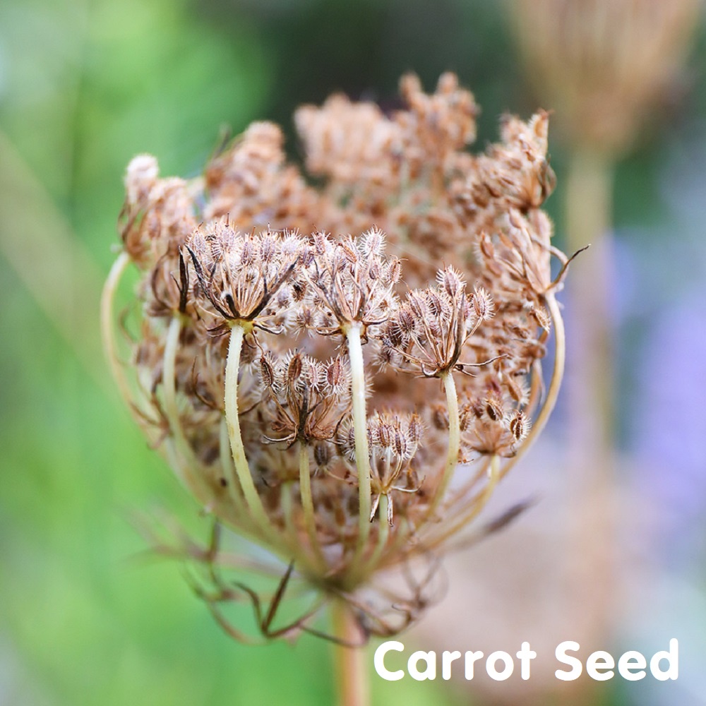 Tinh dầu hạt cà rốt Carrot Seed Essential Oil