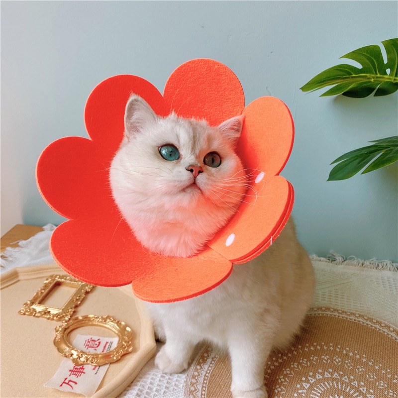 Vòng chống liếm - vòng Elizabeth cho chó mèo