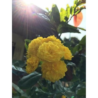 50 HẠT MAI CÚC HOA HỒNG.