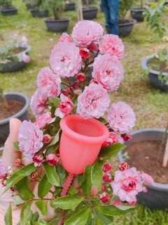 Cốc nguyệt san Si-bell
