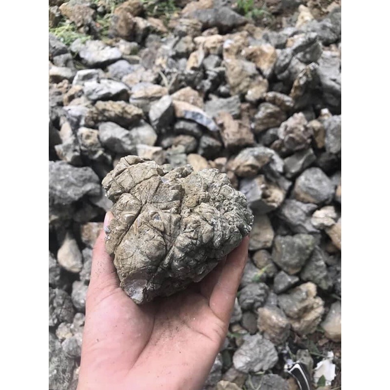 ĐÁ DA VOI 1 KG - ĐÁ THUỶ SINH LÀM BỐ CỤC IWAGUMI BIOTOP NÚI ĐÁ