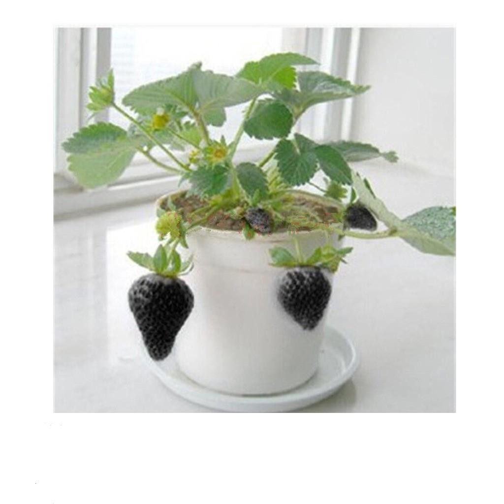Gói 50 Hạt giống Dâu tây Đen Chịu Nhiệt (tặng gói kích nẩy mầm và hướng dẫn gieo hạt) ĐẾN MÙA TRỒNG TẾT