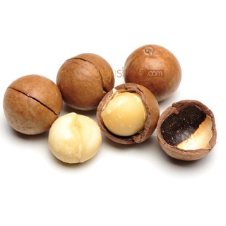 Hạt Macca Organic Sạch Di Linh Lâm Đồng nhà trồng size A (hạt mắc ca)