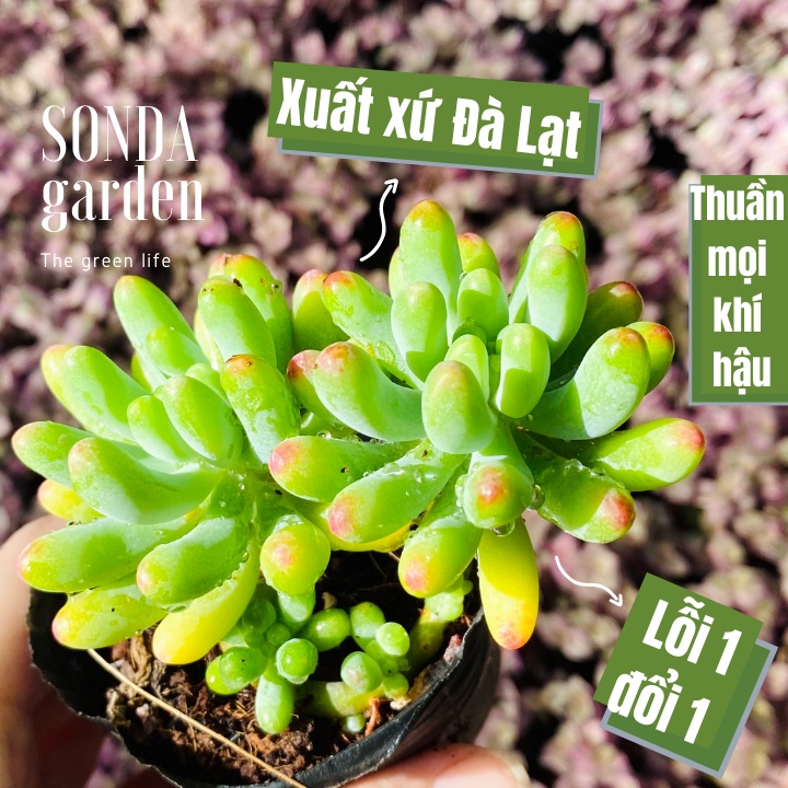 Sen đá thạch ngọc mĩ SONDA GARDEN size bé 5-8cm, xuất xứ Đà Lạt, khoẻ đẹp, lỗi 1 đổi 1