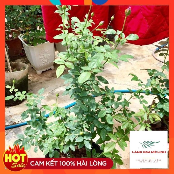 Hoa hồng leo Our Lady of Guadalupe Hoa có màu hồng, thơm nhẹ. Hoa rất sai , hoa quanh năm.🌷