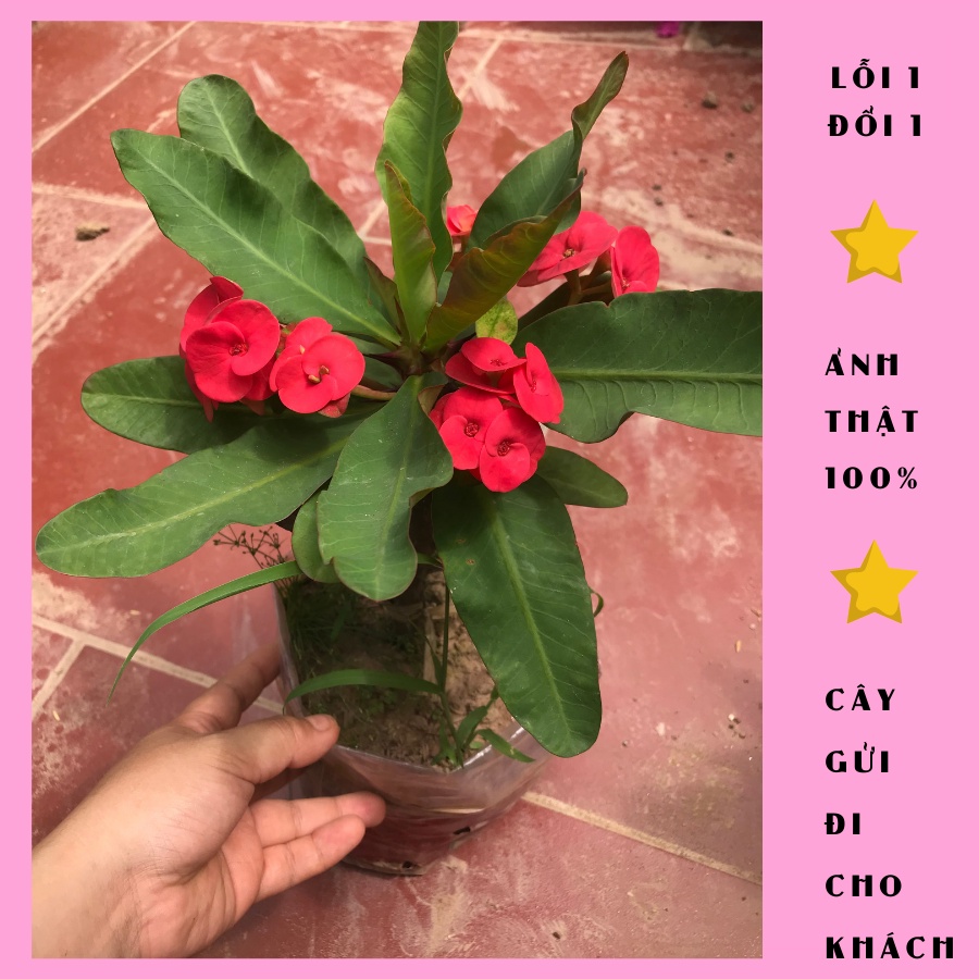 Cây xương rồng bát tiên đỏ cao 30cm đang nụ hoa