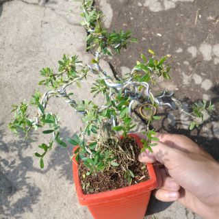 Linh Sam dáng Bonsai mini