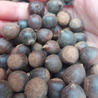 sỉ hạt dẻ rừng