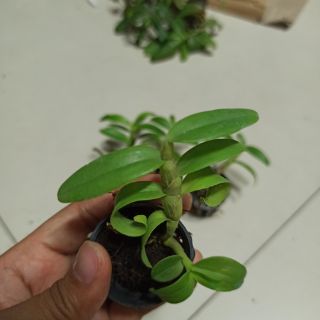 Hoa lan phi điệp Chớp Mỹ lai