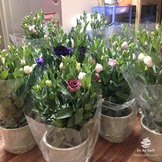 HẠT GIỐNG HOA CÁT TƯỜNG MIX