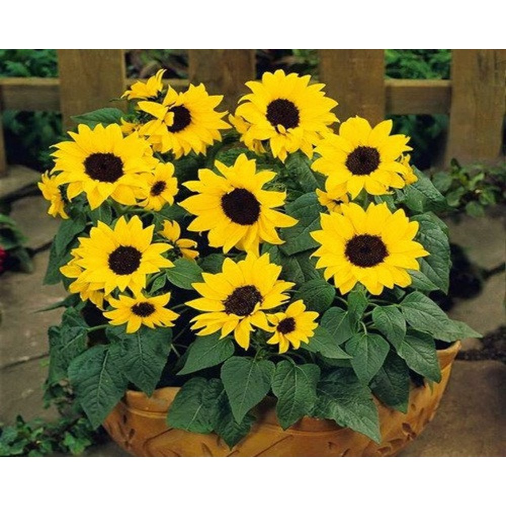 Hạt Giống Hoa Hướng Dương Lùn - Gói 30 Hạt