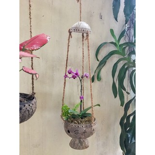 Chậu gáo dừa