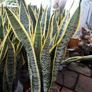 Cây lưỡi hổ 3 cây 1 chậu