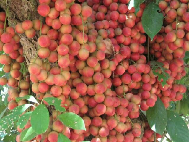 Cây dâu da đất. tặng kèm túi phân