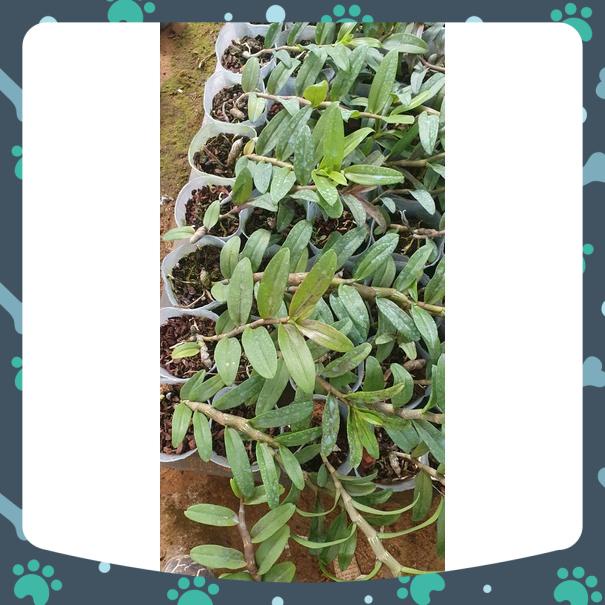 [Giá hủy diệt] giã hạc full moom rất thơm và đẹp cao 10 cm-15 cm đáng sưu tầm