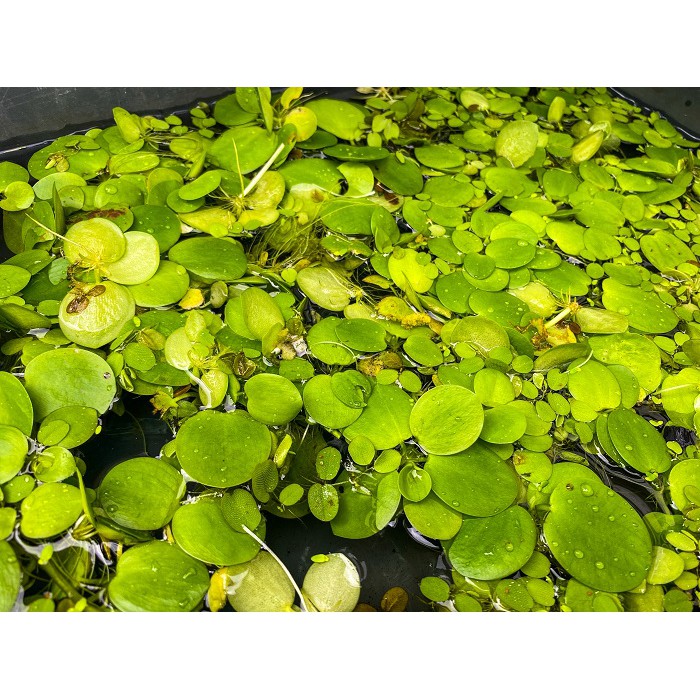 BÈO NHẬT TRANG TRÍ BỂ CÁ, GIÚP LỌC SẠCH, TRONG NƯỚC