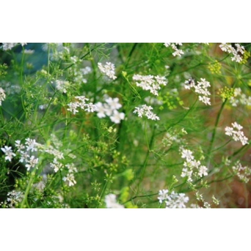Bột mùi/ bột ngò nguyên chất 20gr