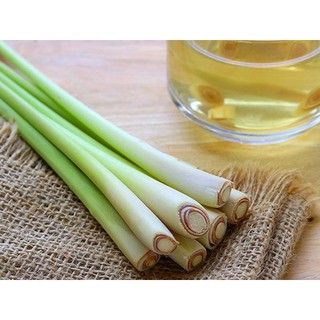 3 Chậu sả có sẵn rễ thân lá