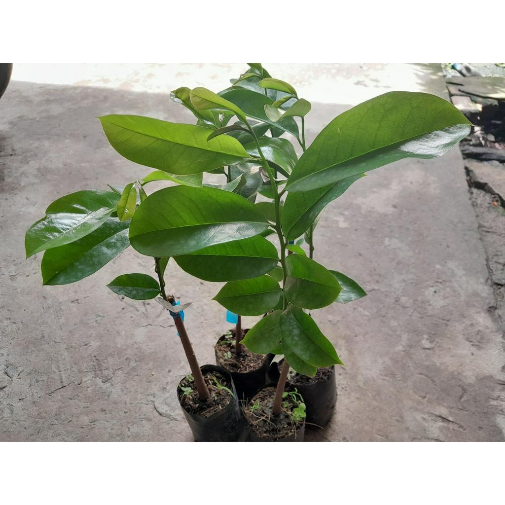 Cây giống Mãng Cầu Xiêm Thái , cây giao như ảnh chụp
