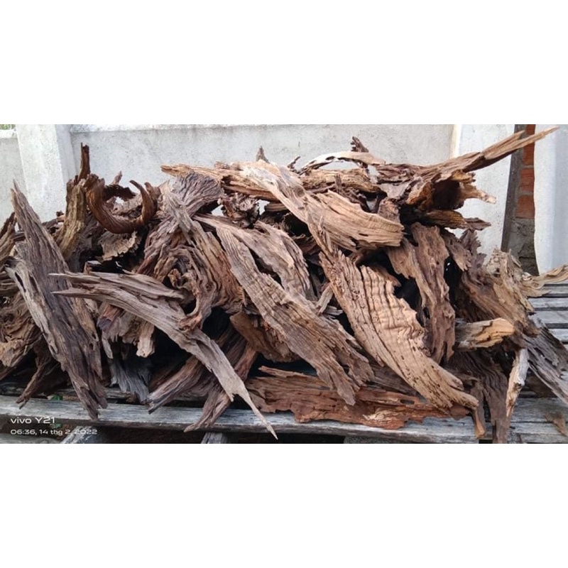 lũa san đá miếng - lũa miếng thuỷ sinh