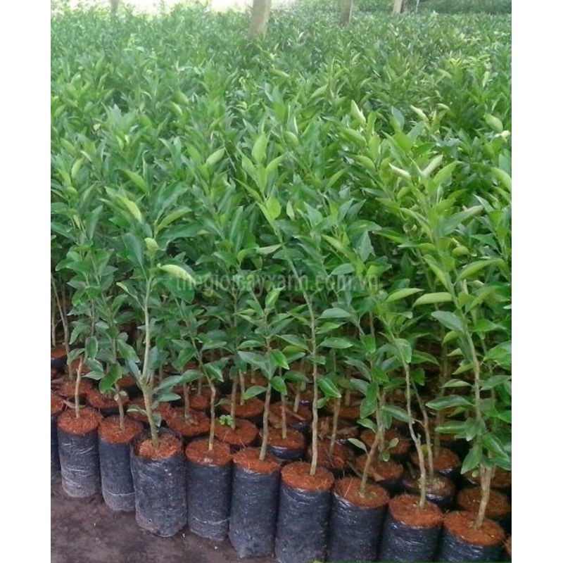 Quít  Thái  giống mới.