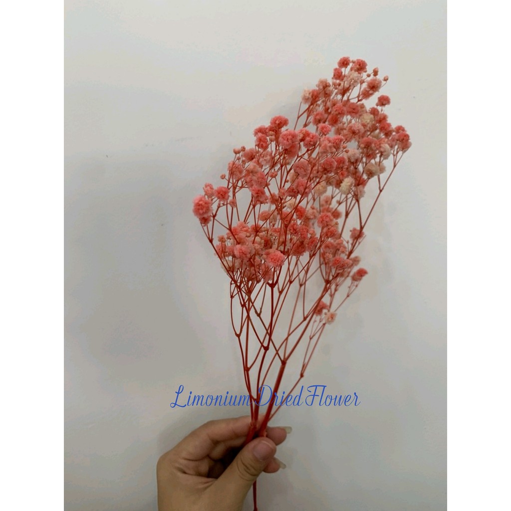 Hoa khô Decor - Hoa baby khô màu hồng phấn siêu đẹp