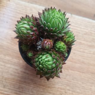 9 Loại sen đá Phật Bà