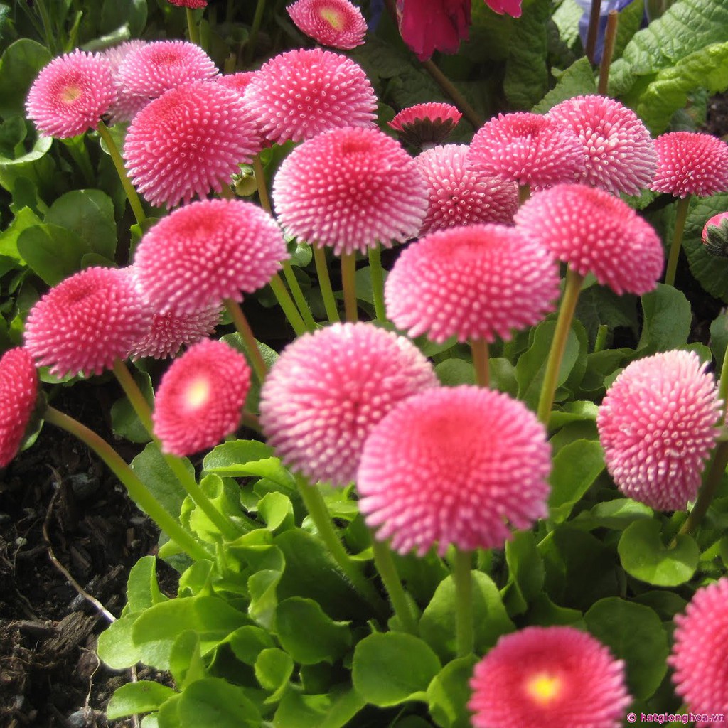 Hạt giống cúc HOA  CÚC ANH  tiếng Anh để trồng (Bellis perennis)