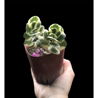 SEN ĐÁ BƯỚM NHỎ VAR (Kalanchoe)