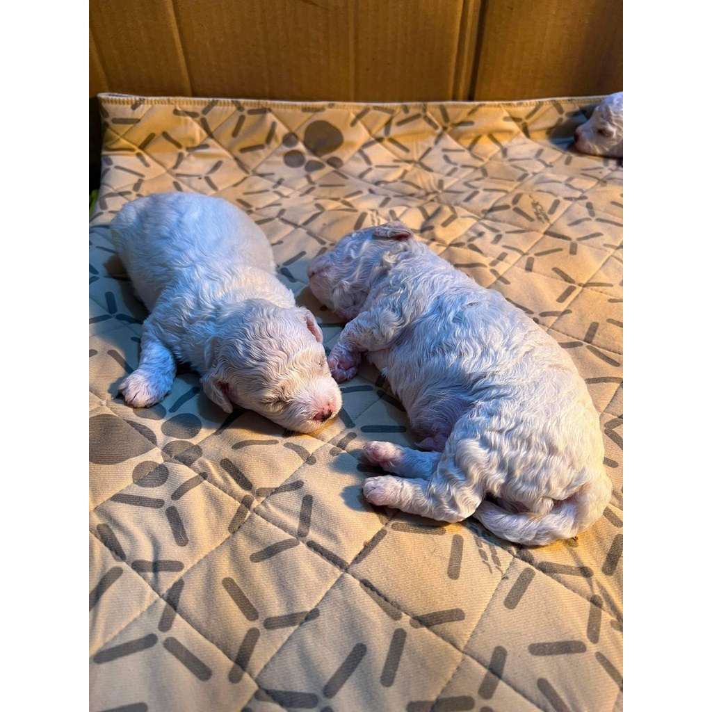 Thảm vệ sinh cho chó mèo Pet Pee Pad SUPER SORBER 5 in 1