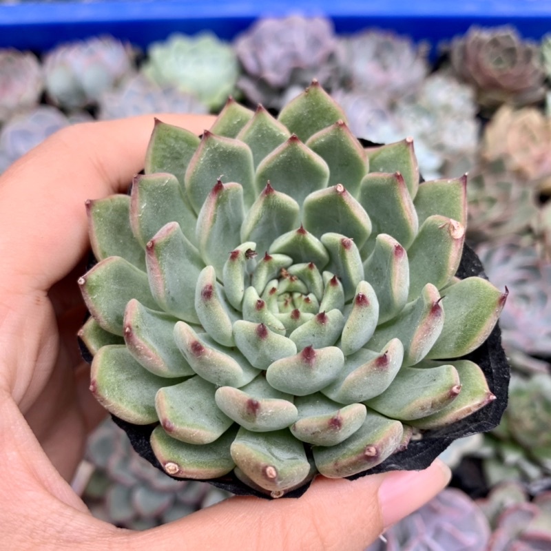 SEN ĐÁ BÁNH BAO XANH GIỐNG MỚI