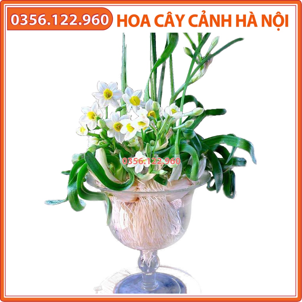 Ly trồng hoa thủy tiên siêu xinh, cực đẹp và sang trọng