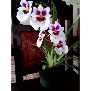Hoa Lan vũ nữ Chơi Tết