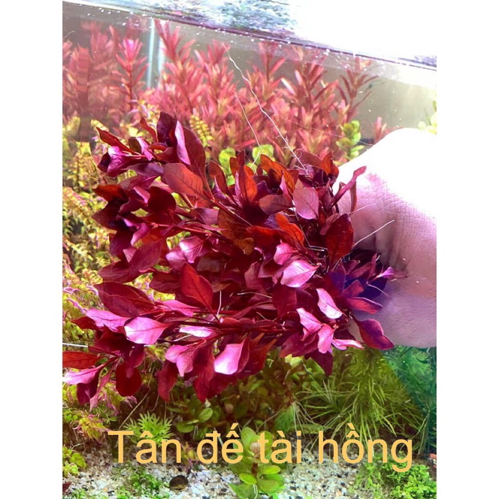TÂN ĐẾ TÀI HỒNG LÁ NHỎ - CÂY THUỶ SINH CỘT LŨA - CẮM NỀN HẬU CẢNH SIÊU ĐỎ SIÊU CƯNG CHO BỂ THUỶ SINH, BỂ CÁ