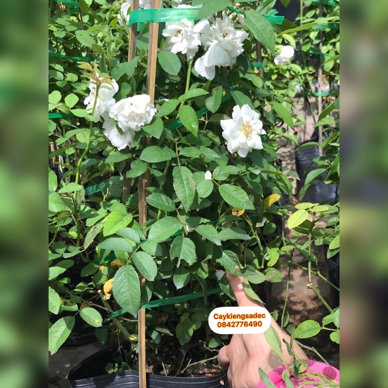 caykiengsadec hồng leo trắng + Tặng phân bón