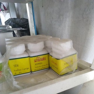 tiêu kén gà chọi