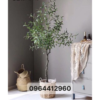 Cây oliu 165cm - cây giả decor