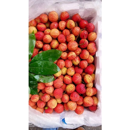 HCM Free Ship - 5kg Vải thiều Bắc Giang chuẩn loại 1