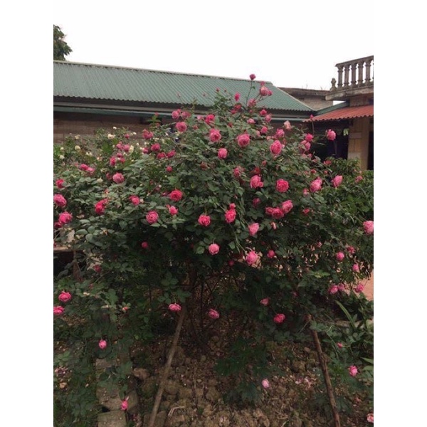 Cây hoa hồng cổ Sa Pa giâm cành cao 60-80 cm