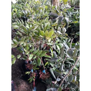 Cây giống nhãn xuồng tím