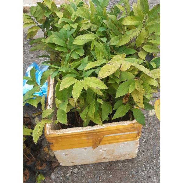 Cây na dai lạng sơn