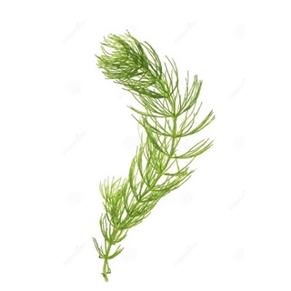 Ceerarophyllum Demersum - Cây Rong Đuôi Chồn- Cây Thuỷ Sinh