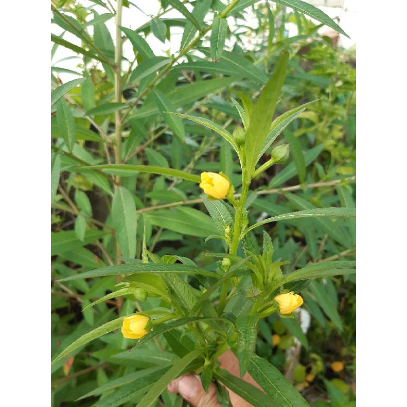 Hạt giống cây rau mương/bầu 5 cây con