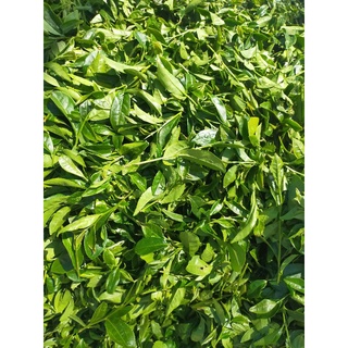 Trà olong buồm Cầu Đất - 500g
