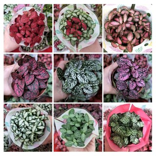 Lá may mắn - cẩm nhung - fittonia